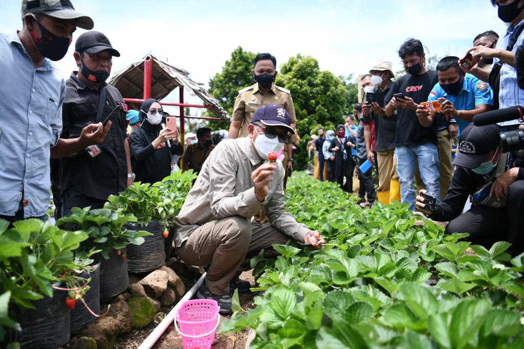 Gubernur Sulawesi Selatan Nurdin Abdullah  saat melalukan kunjungan kerja sekaligus memanen buah stroberi di Desa Bonto Tallasa, Kecamatan Uluere, Kabupaten Bantaeng, pada Selasa, 2 Februari 2021. (Sumber: Sulselprov.go.id)