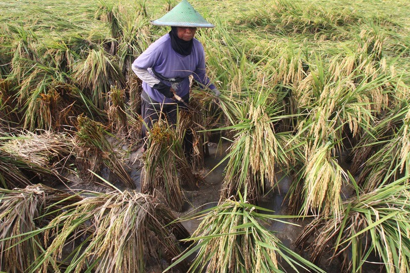 Ilustrasi petani memanen padi. (Foto: Antara/Ari Bowo Sucipto)