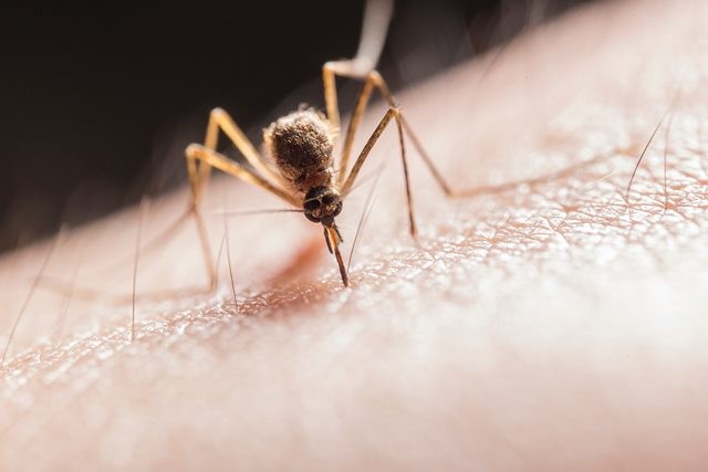 Foto: Pexels.com