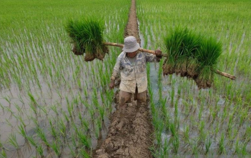 Ilustrasi petani (Foto: Antara/Anis Efizudin/ama)