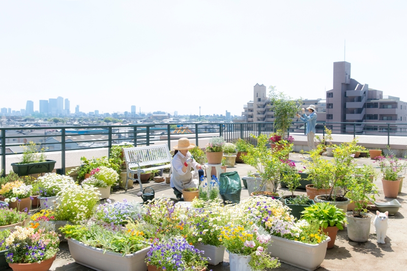 Cara membuat taman di atap rumah. Foto: Shutterstock