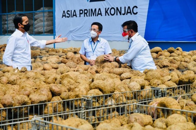 Presiden Joko Widodo meninjau proses pengolahan porang dari barang mentah menjadi barang setengah jadi di pabrik pengolahan porang PT Asia Prima Konjac di Madiun, Jawa Timur, Kamis, 19 Agustus 2021.