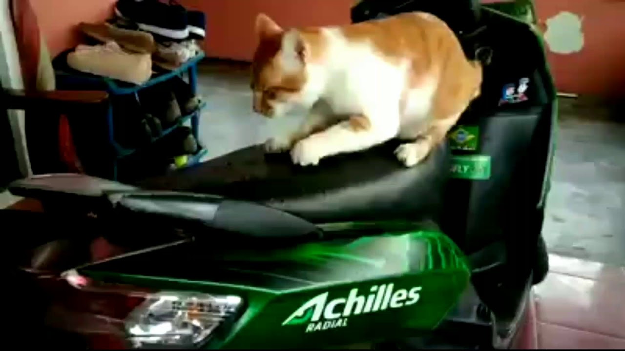 Ilustrasi kucing cakar jok motor/Sumber: YouTube.com