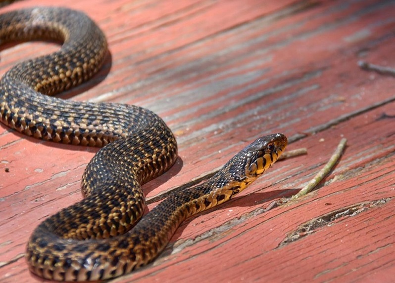 Kenali Sarang dan Cara menangkap ular kobra. Foto: Shutterstock
