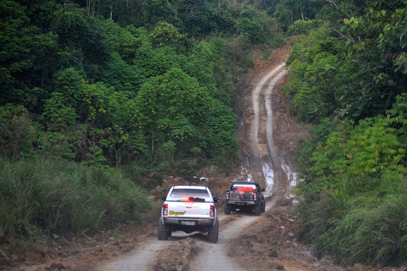 Hutan Lebat. Foto: MI. 