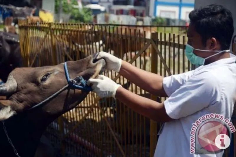 Dokter hewan memeriksa kesehatan mulut pada hewan ternak sapi di Makassar, Sulawesi Selatan. Arsip: Antara/Darwin Fatir.