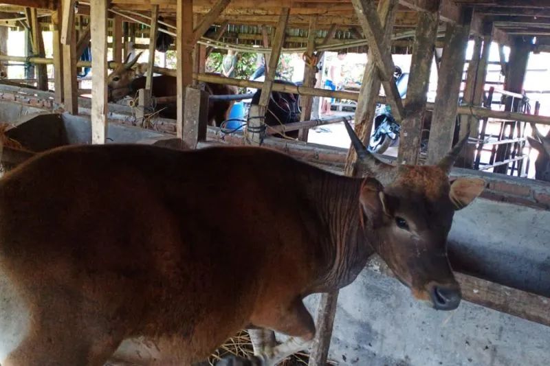 Para pedagang khawatir sapi ternaknya tertular penyakit mulut dan kuku (PMK) yang tengah menyebar dibeberapa daerah. Foto: Antara/Abd Kadir