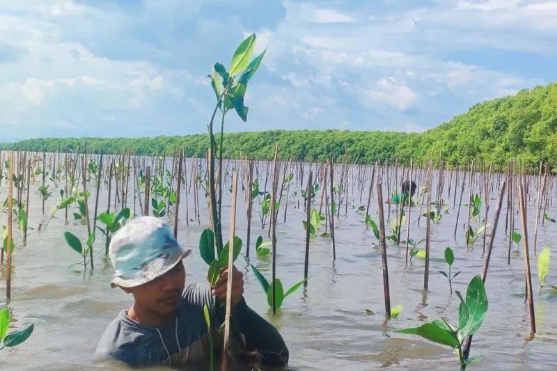 Kegiatan penanaman bibit mangrove di wilayah Desa Marannu, Kecamatan Lau, Kabupeten Maros, Sulawesi Selatan, Kamis (26/05/2022). Foto: Antara/HO-Humas Pemprov Sulsel)