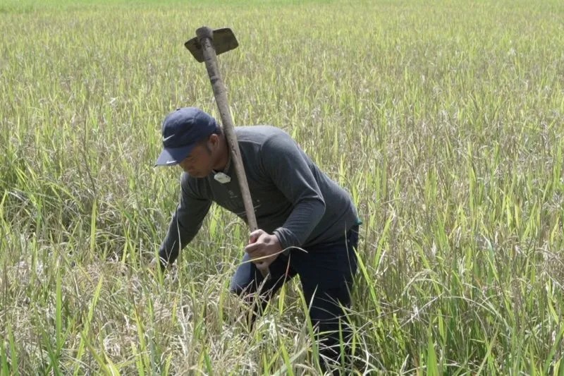 Seorang petani tengah serius merawat tanaman padinya di Kabupaten Maros, Sulawesi Selatan. ANTARA/HO