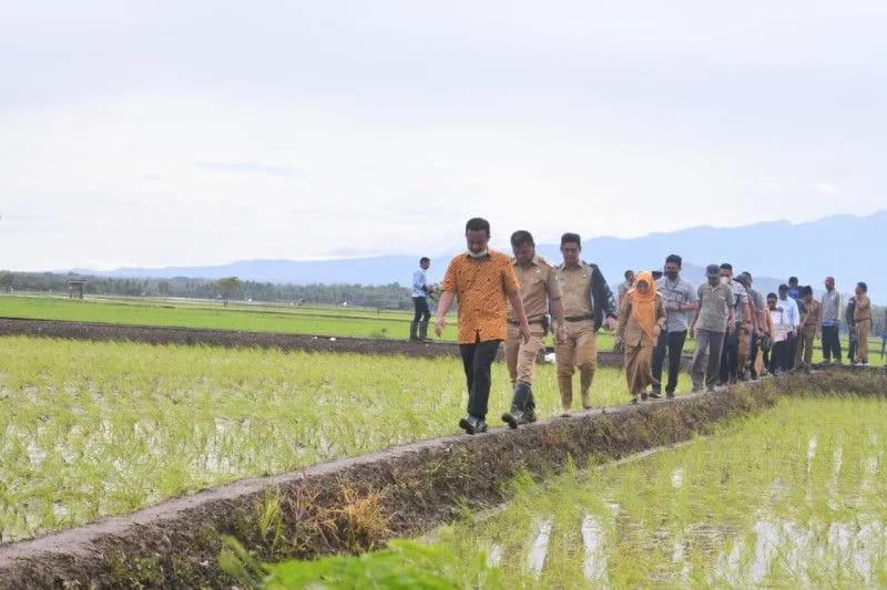 Gubernur Sulawesi Selatan Andi Sudirman Sulaiman (depan) memantau kondisi sawah petani di Sulsel. FOTO ANTARA/HO-Pemprov Sulsel.
