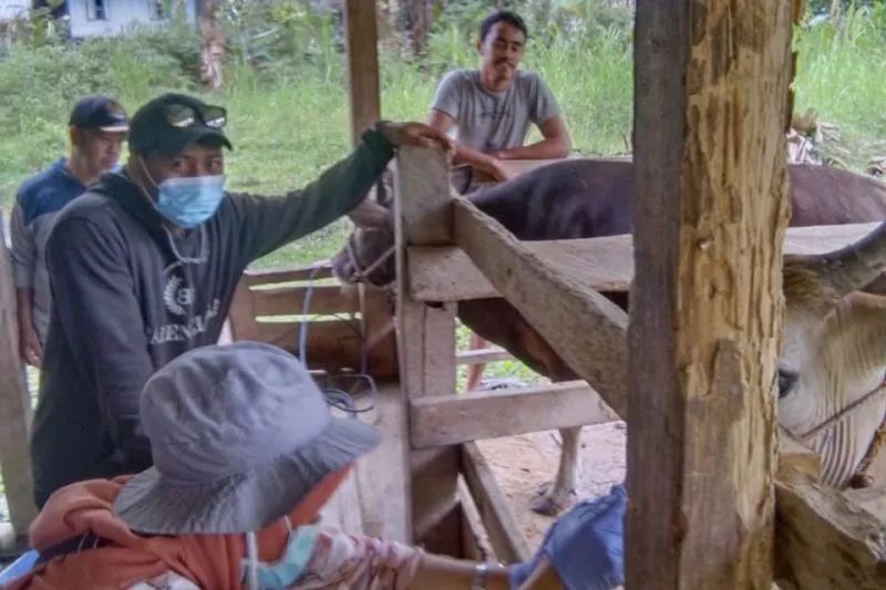 Petugas DPKH Kabupaten Sinjai, Sulsel, melalukan vaksinasi hewan ternak sebagai upaya penanganan kasus PMK di daerah itu.ANTARA/HO-Pemkab Sinjai