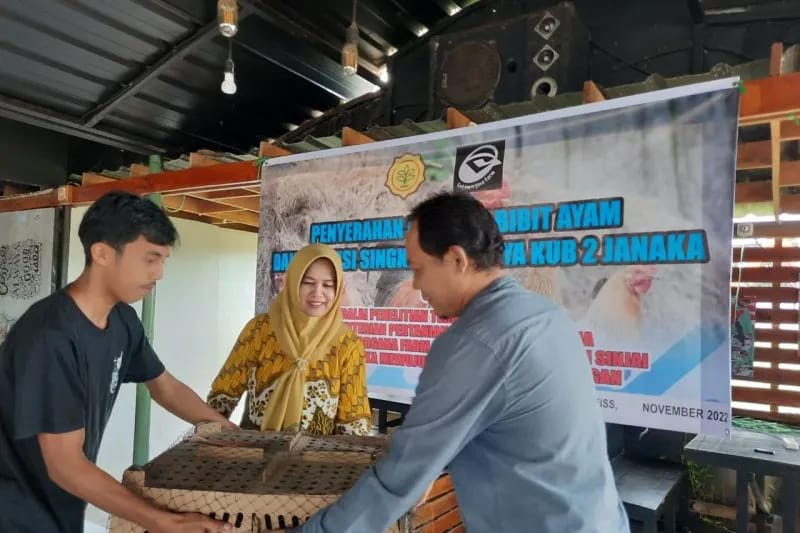 Wakil Bupat (Wabup) Sinjai mendistribusikan bantuan bibit ayam dari Balai Penelitian (Balitnak) Kementerian Pertanian krpada peternak mandiri di Kabupaten Sinjai, Sabtu (5/11/2022). ANTARA/HO-Satri
