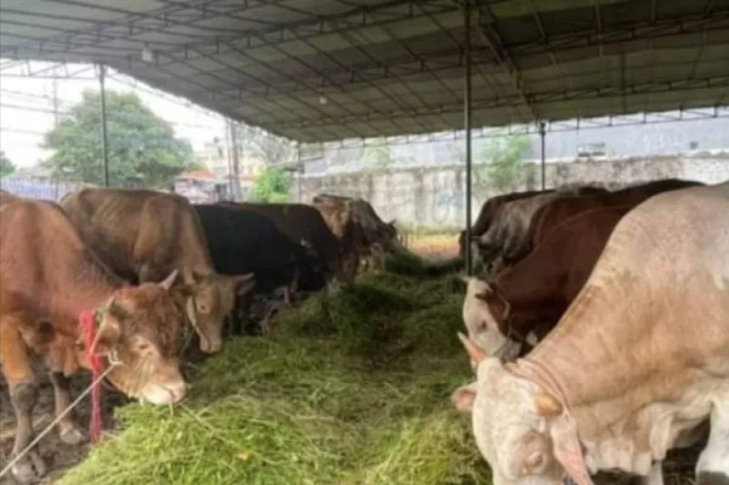 Sapi kurban bantuan Presiden Joko Widodo yang akan disembelih saat Lebaran Idul Adha di wilayah Kabupaten Mamasa Provinsi Sulawesi Barat (Sulbar). ANTARA Foto/ M Faisal Hanapi